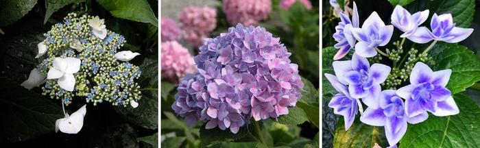 Flower morphology of H. macrophylla.