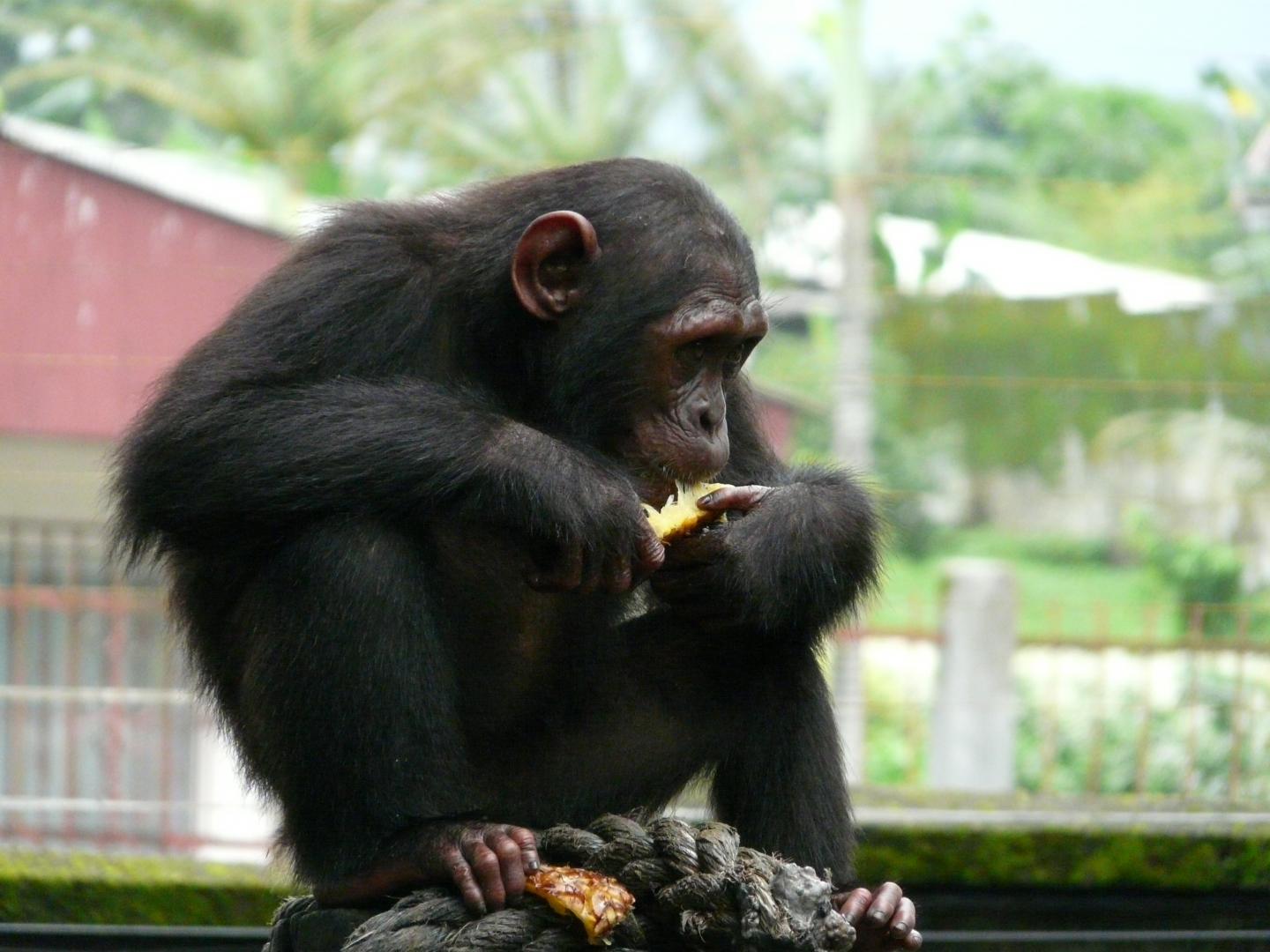 Chimpanzee