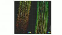 Single-cell nuclei tracking of the root meristem and elongation zones.