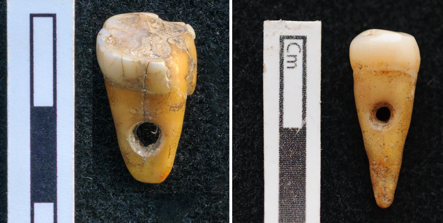 Prehistoric Human Teeth Used as Pendants