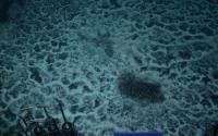A Seafloor Hydrocarbon Seep Is One Location Where Self-Mutating Microbes Were Previously Found
