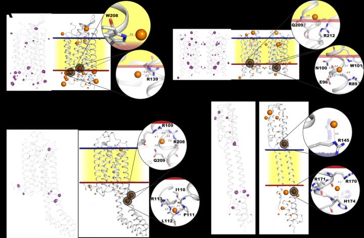 Iodide Binding Sites
