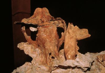 Mid Miocene <em>Nimbacinus dicksoni</em> Skull