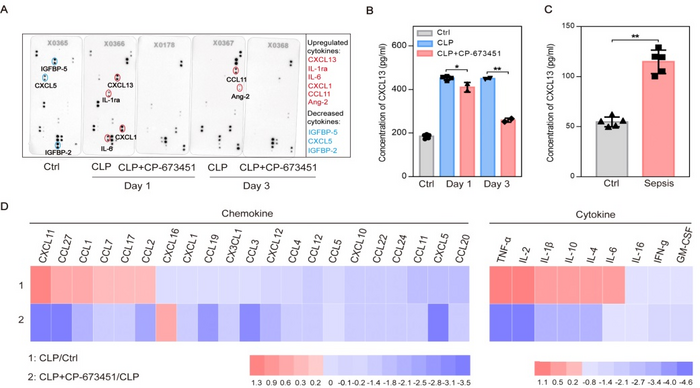 CP-673451 treatment reduces the release of several cytokines and chemokines during sepsis.