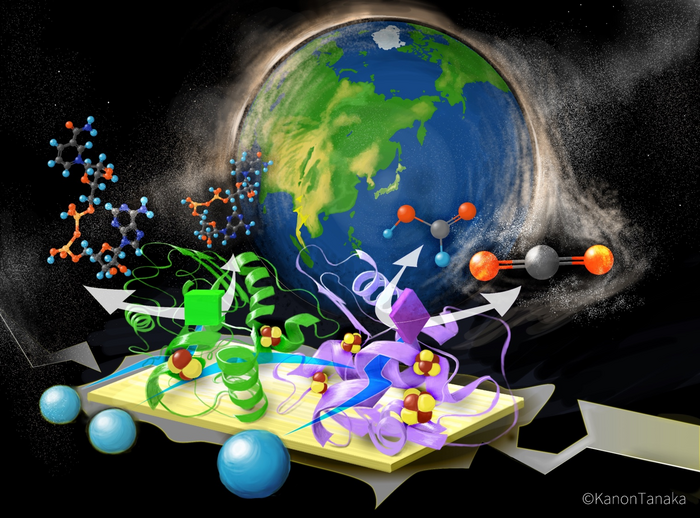 Carbon-capturing enzyme working from two fronts