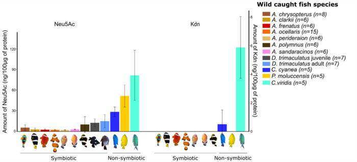 Levels of two major sialic acid compounds (Neu5AC and Kdn) in wild-caught symbiotic and non-symbiotic fish species