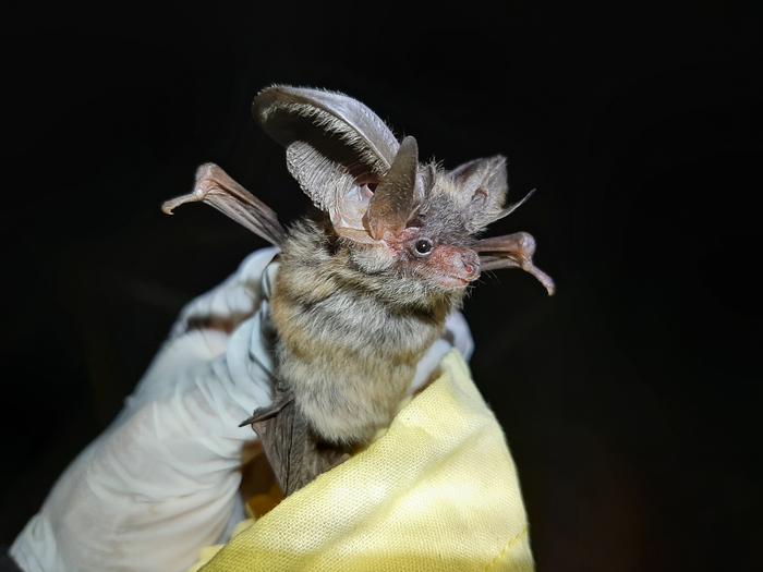 Grey long-eared bat (Plecotus austriacus).