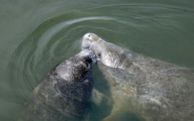 Photo of Manatees Swimming in Florida Waters