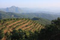 Rubber Plantations as Far as the Eye Can See in Xishuangbanna, China