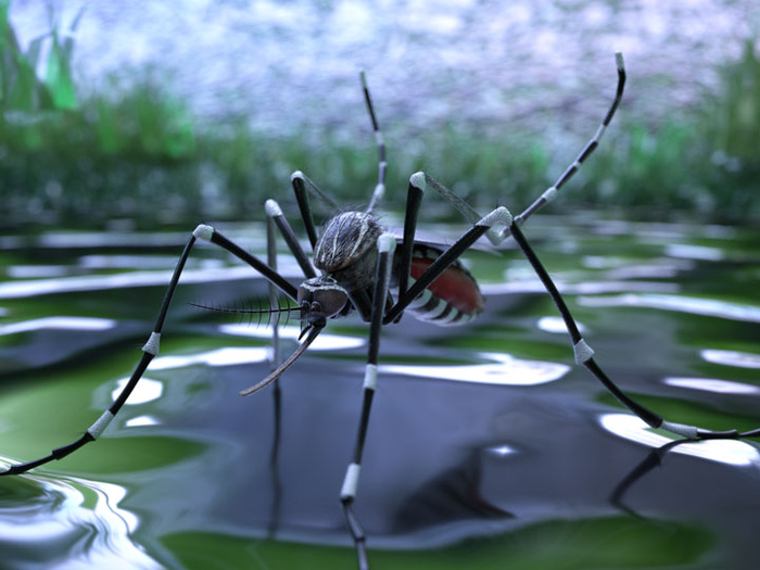 Gene editing could render mosquitos infertile, reducing disease spread