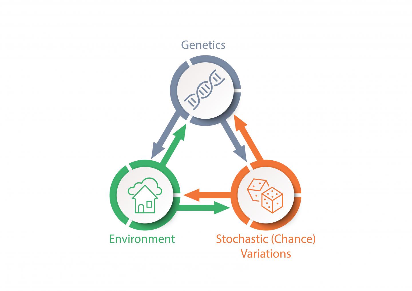 Tripartite Phenotype of Aging diagram