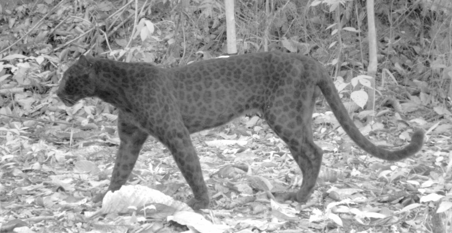 Black Leopard Spots