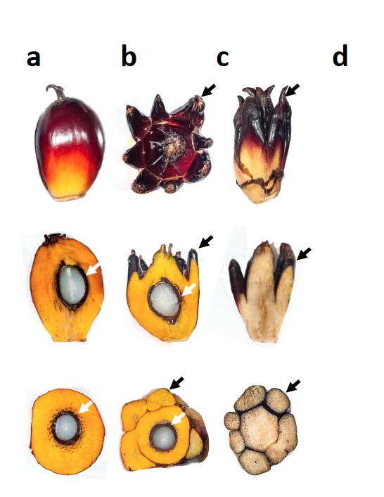 Normal vs. Mantled Oil Palm Fruit