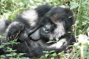 Mountain gorilla mother and infant during a rest period