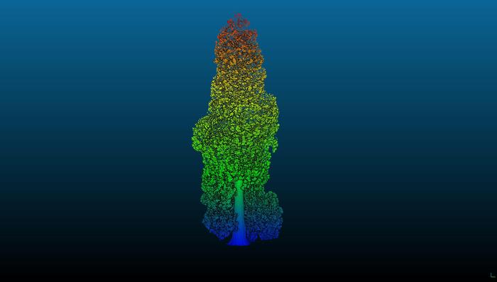 1. Redwood (c) Mathilda Digby