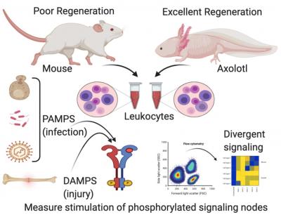 A graphical abstract from James Godwin, Ph.D.