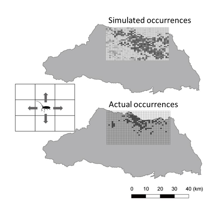 Simulation vs. real beetle invasions