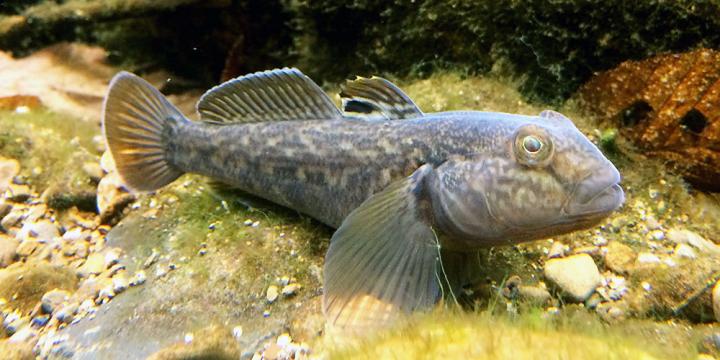 Freshwater deals goby fish