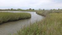 Dauphin Island Salt Marsh