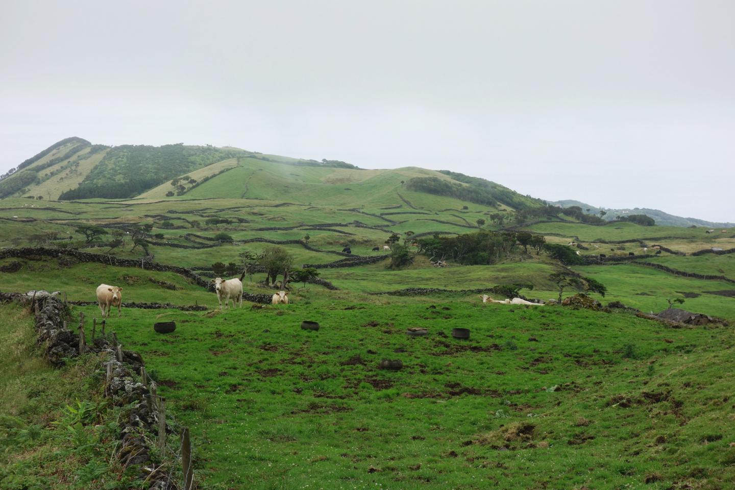 Pasture on Pico