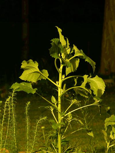 Plant Movement as Seen in a Sunflower (<i>Helianthus annuus</i>) Plant