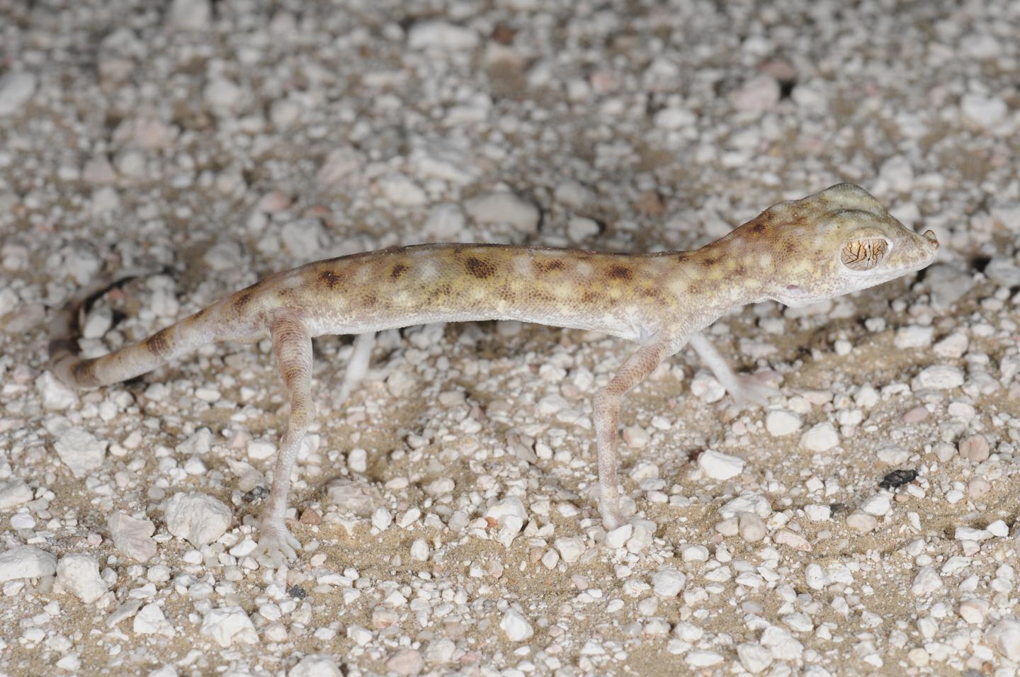 <i>P. khobarensis</i> (1 of 2)