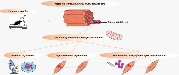 The role and therapeutic potential of stem cells in skeletal muscle in  sarcopenia, Stem Cell Research & Therapy