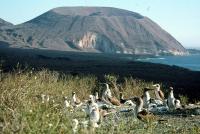 Isabella Island in the Galapagos Archipelago