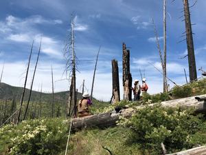 Surveying forest after fire