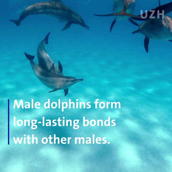 Popular Male Dolphins Produce More Offspring