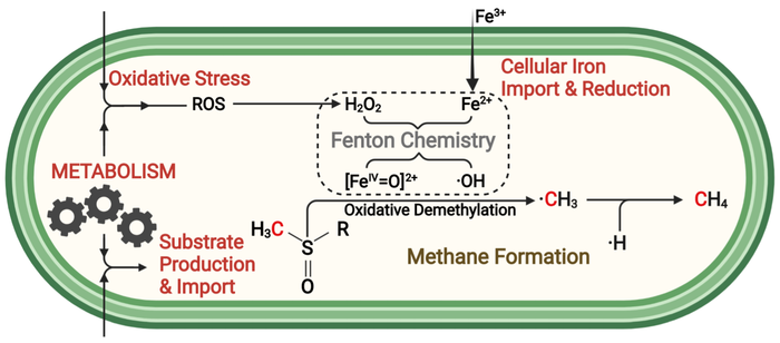 Methane formation in cells