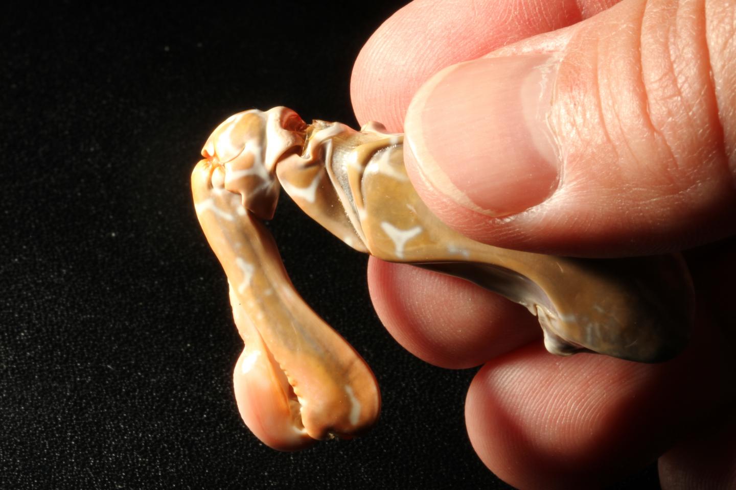 Mantis Shrimp Dactyl Club