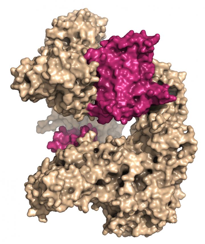 Two anti-CRISPR proteins