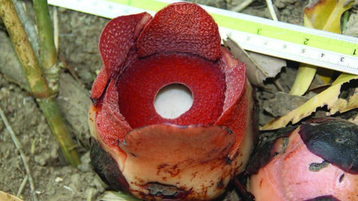 <I>Rafflesia consueloae</I> (1 of 2)