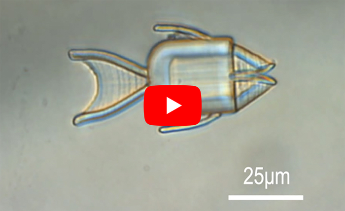Shape-morphing microrobots deliver drugs to cancer cells (video)