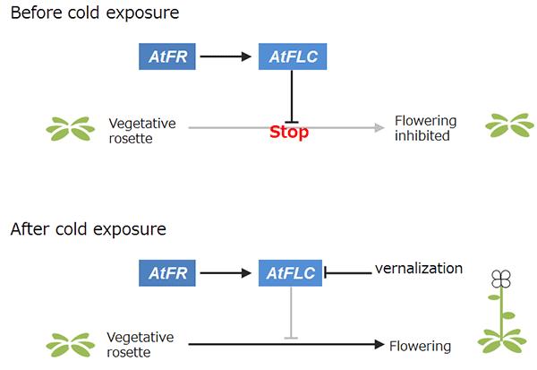 <i>Arabidopsis thaliana</i>