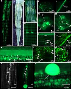 Bacterial colonization and movement