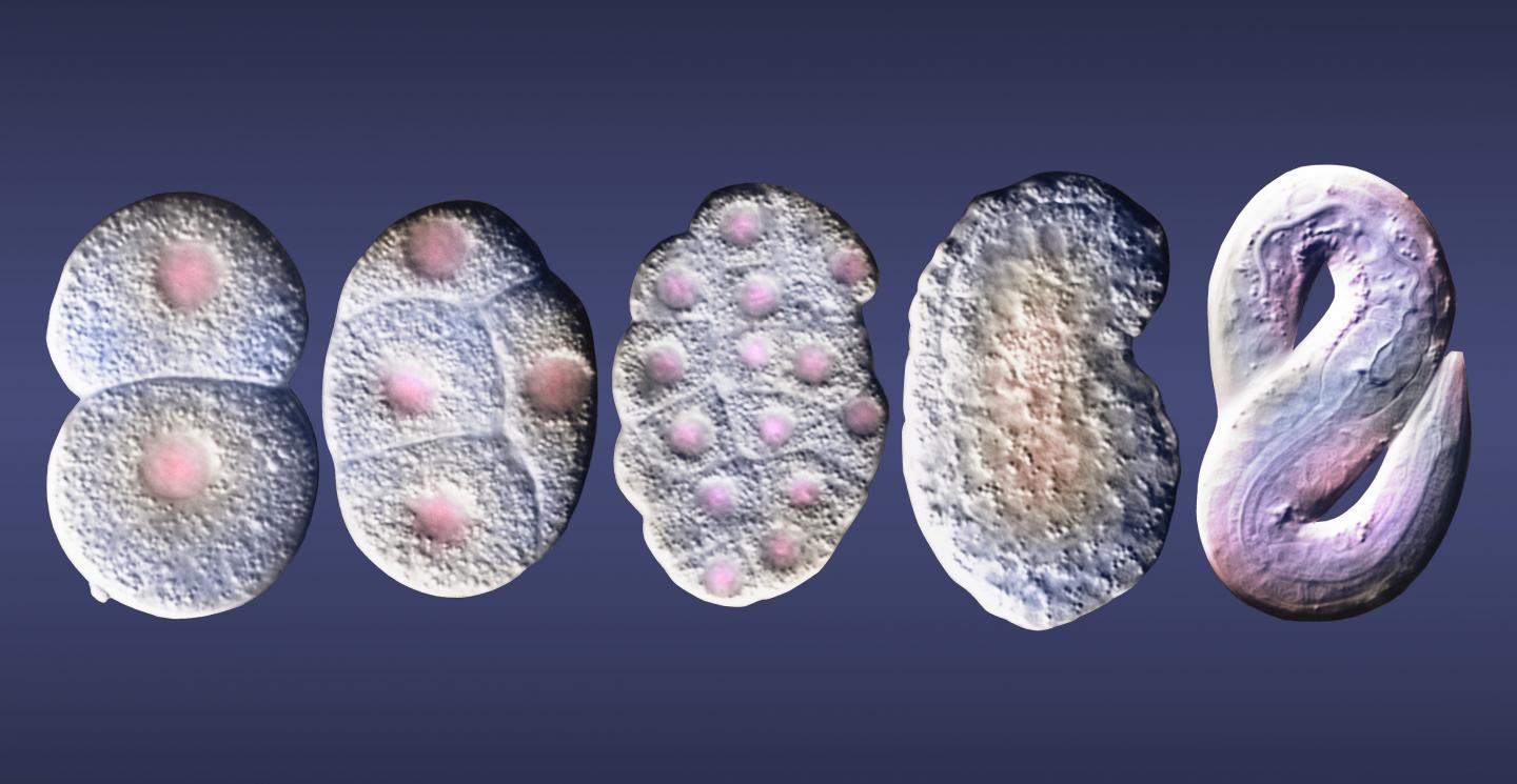 Embryogenesis of <i>C. elegans</i>