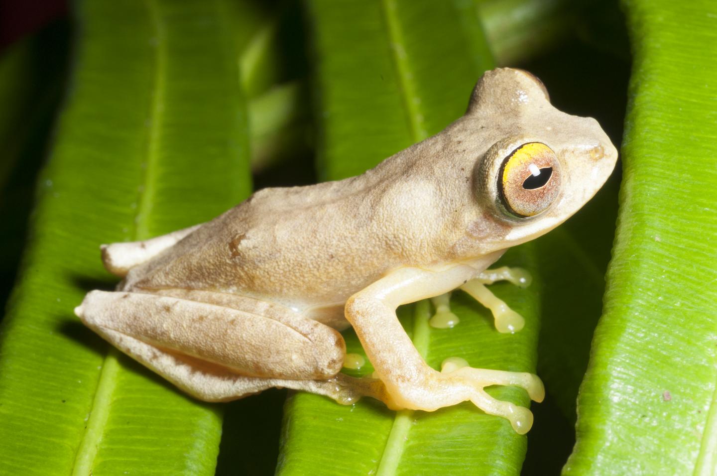 <i>Rhacophorus bimaculatus</i> Frog