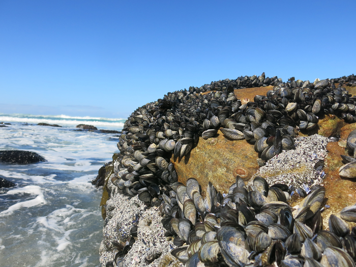 Mussels need to maintain their adhesiveness under harsh marine environments