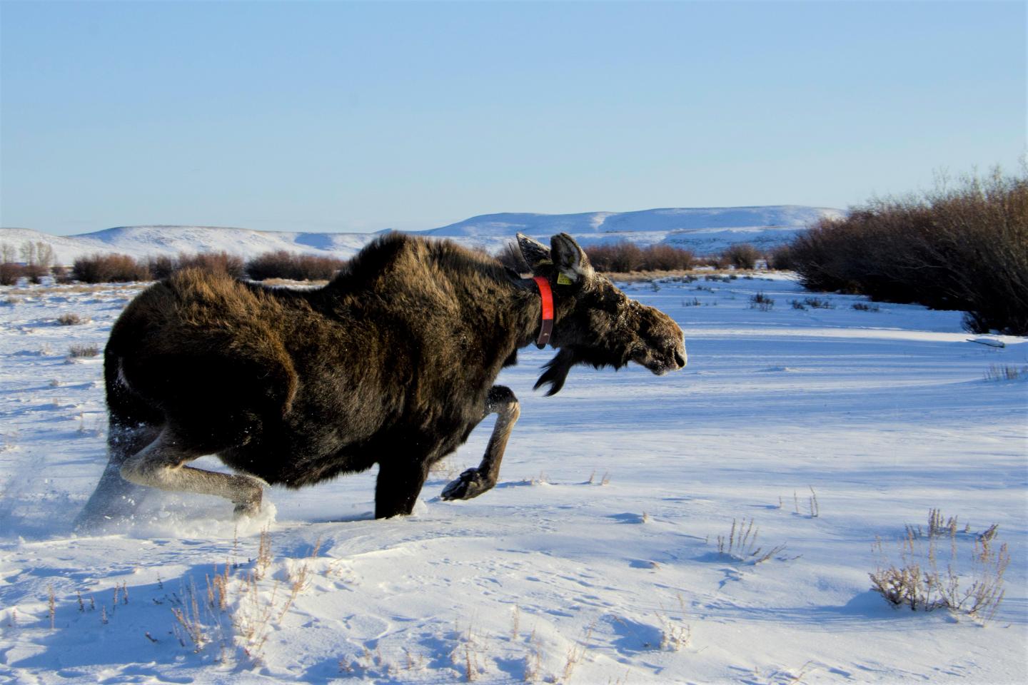 Collared Moose