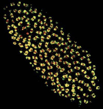 Wolbachia Infection in a Drosophila Embryo