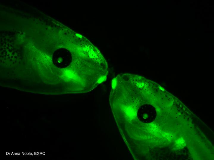 Transgenic Xenopus tadpoles