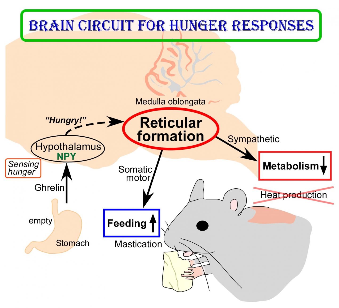 Brain Circuit Mechanism to Survive Hunger