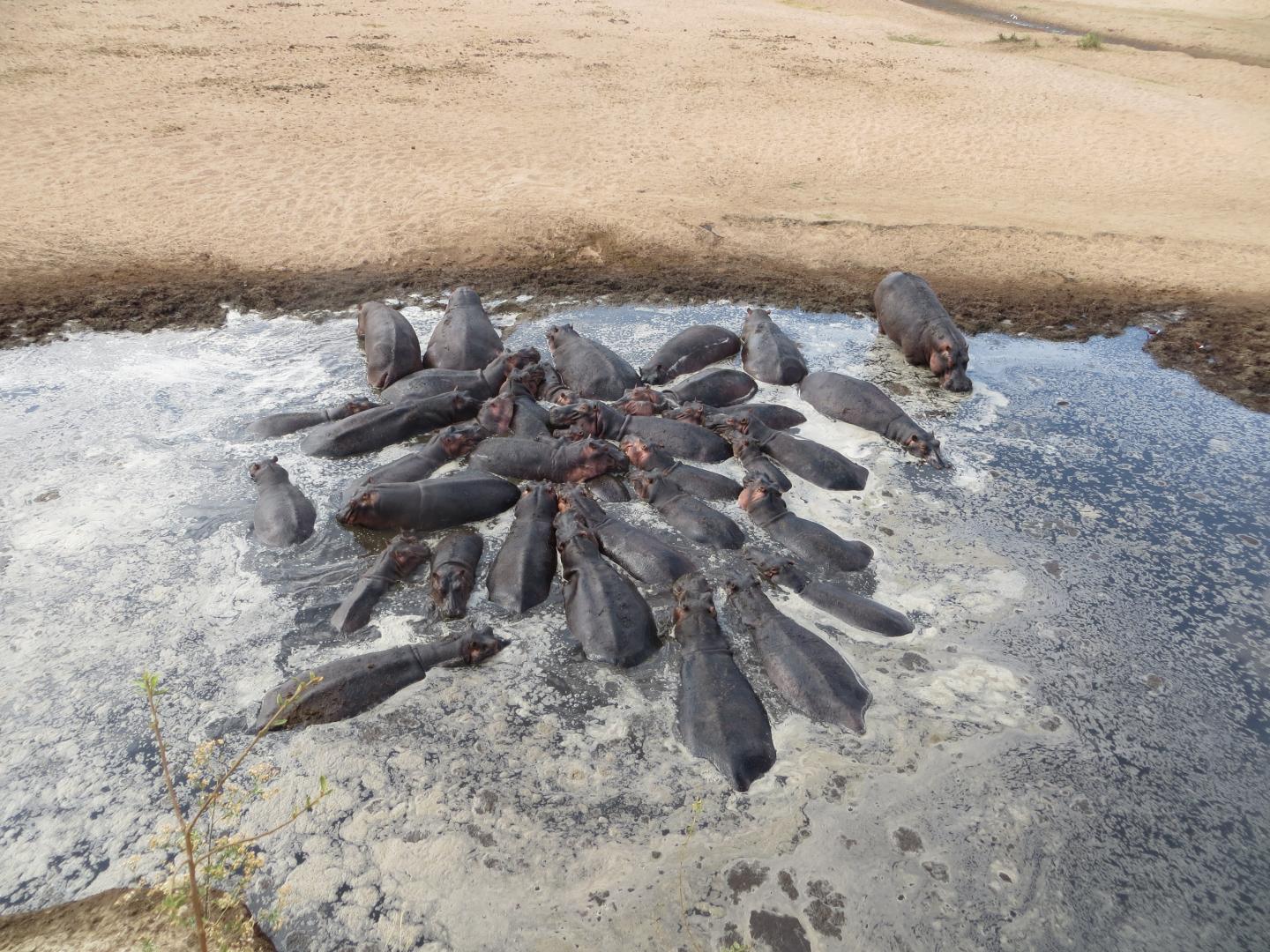 Hippopotamus Pool During Peak Dry Season with Nutrient Rich Water