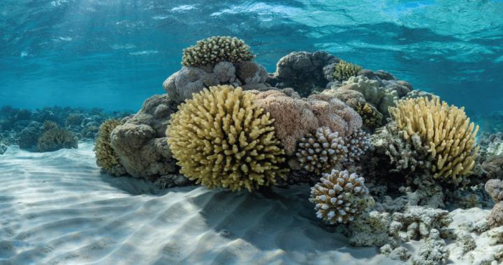 Coral evolution