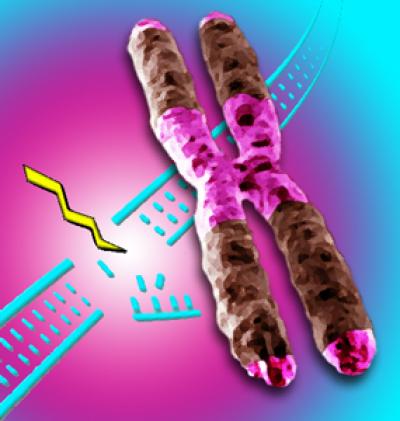 Double-strand Breaks in Heterochromatin