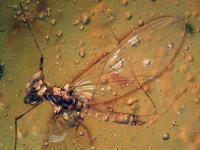Mayfly with Springtail in Amber