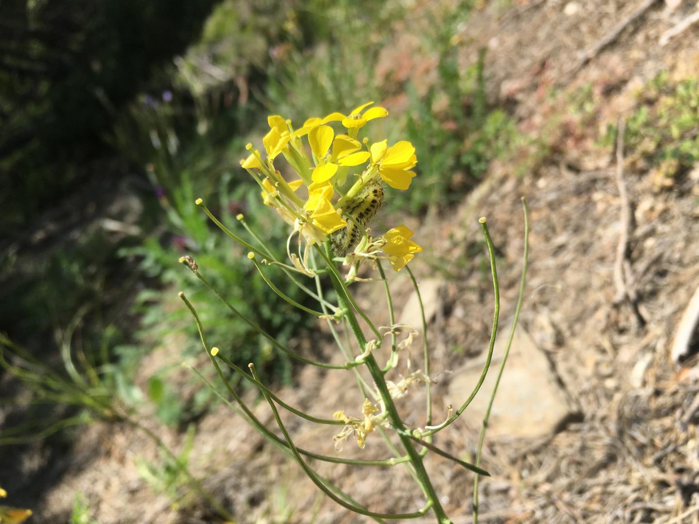 Erysimum rhaeticum