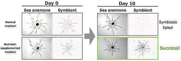 New Mutant Coral Symbiont Alga Able to Switch Symbiosis Off